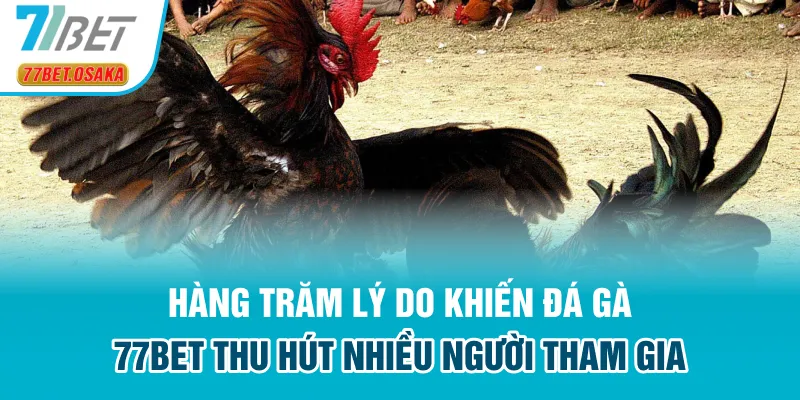 Hàng trăm lý do khiến đá gà 77bet thu hút nhiều người tham gia