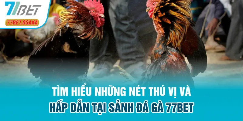 Tìm hiểu những nét thú vị và hấp dẫn tại sảnh đá gà 77bet